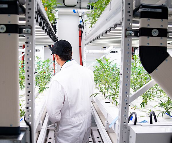 oregon medical cannabis growing facility