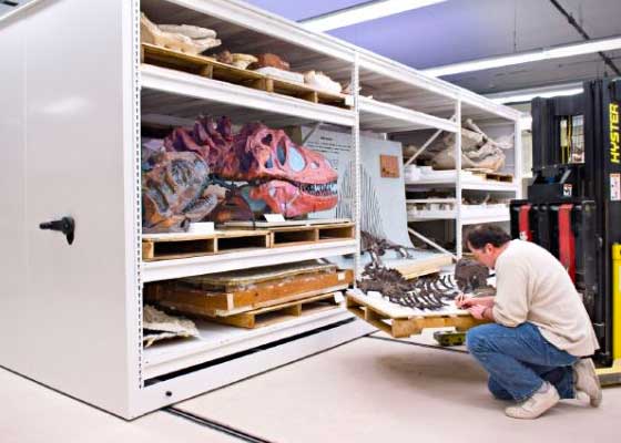 oversize heavy-duty collection conservation storagy