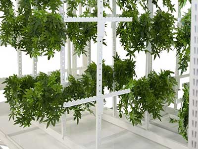 spacesaver cannabis drying system