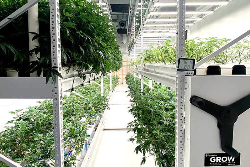 vertical cannabis grow room