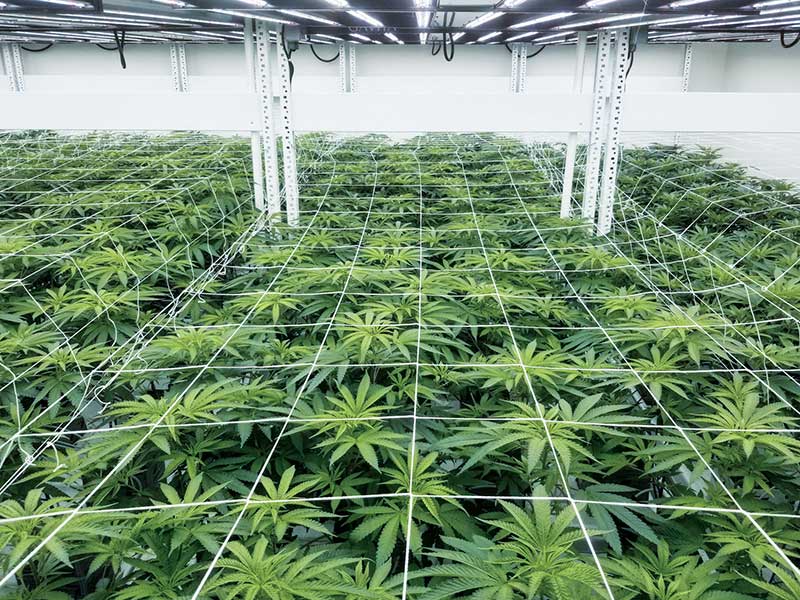 vertical growing cannabis racking