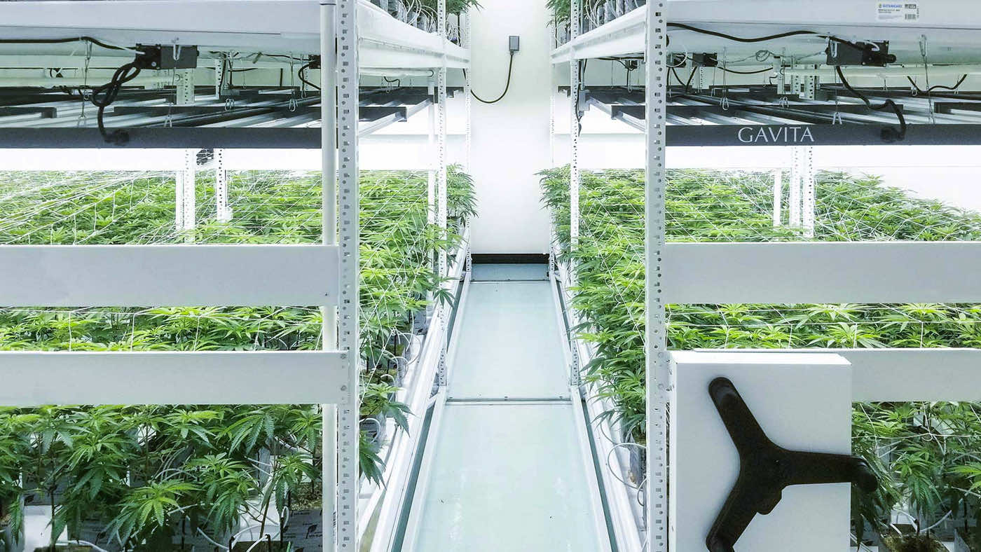 vertical indoor cannabis grow room utilizing spacesaver's mobile grow system