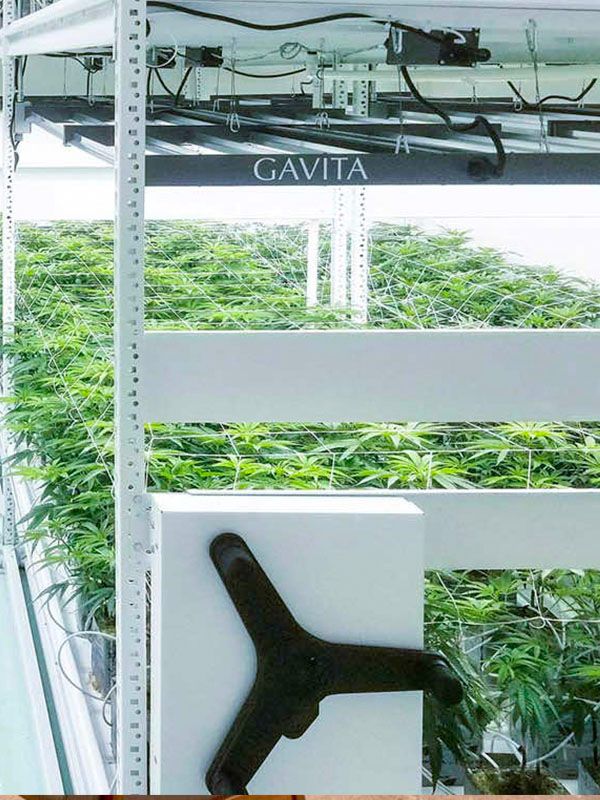 vertical indoor cannabis grow room