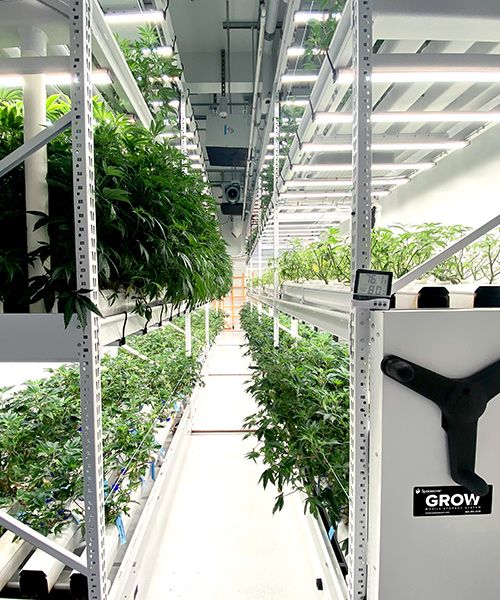 vertical rolling racking system with cannabis plants